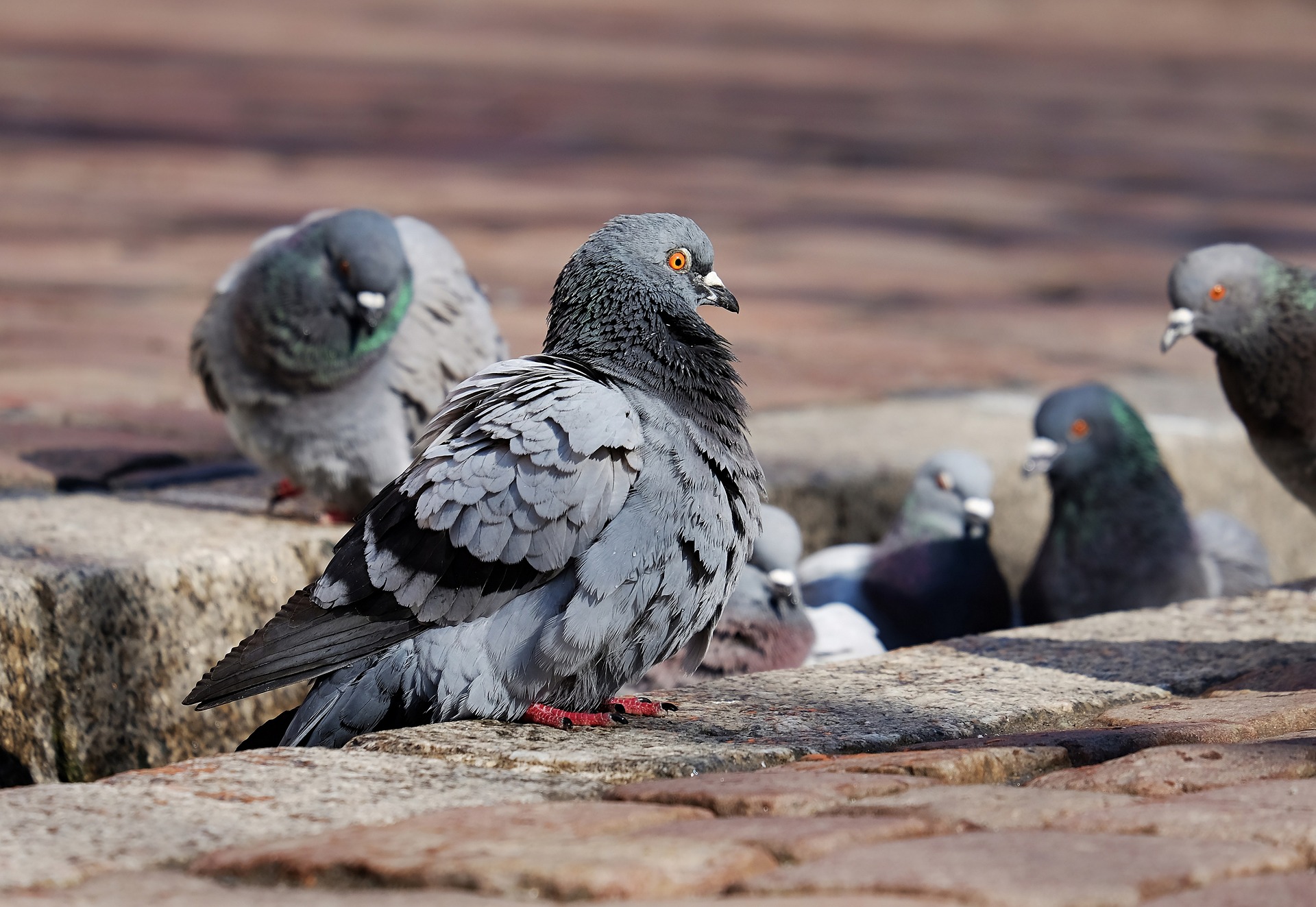 les Pigeons