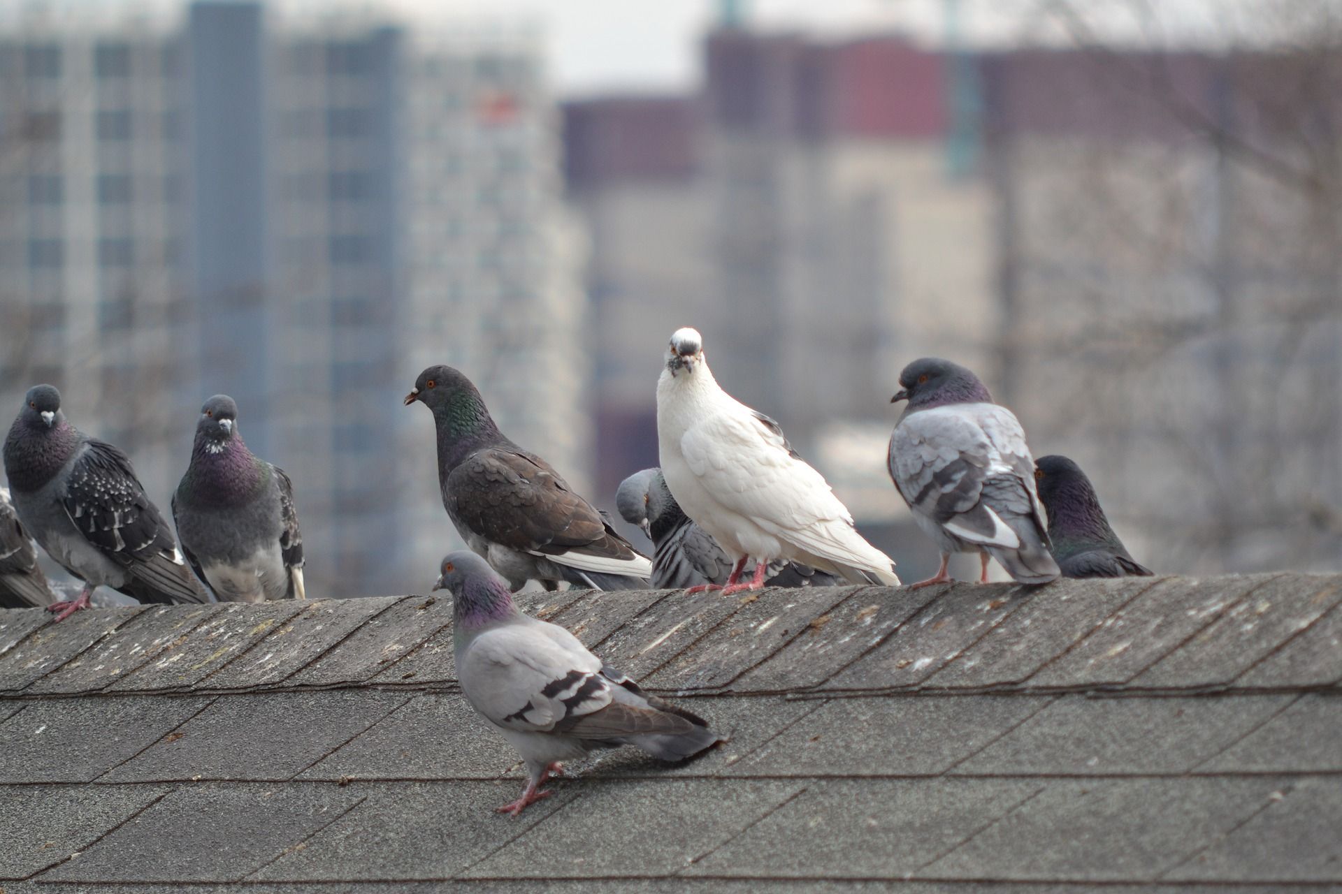 Effaroucheur pigeons : Protégez vos infrastructures des oiseaux nuisibles